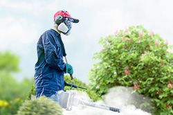Обработка сада от паразитов - необходимые меры и их регулярность  в Кирове